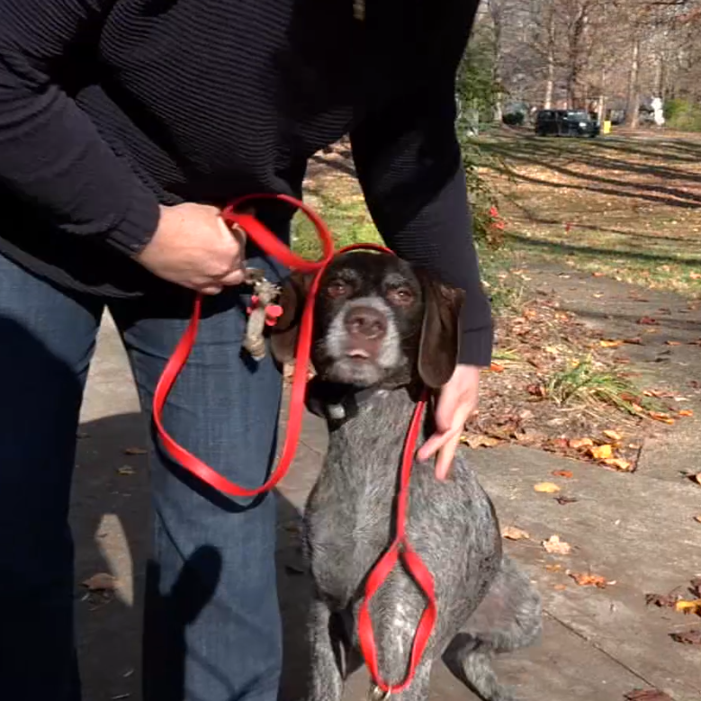 OLDHAM COUNTY - COYOTE ATTACK 11-12-2024.png